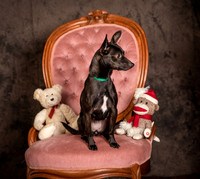 Foster Elvira-0184