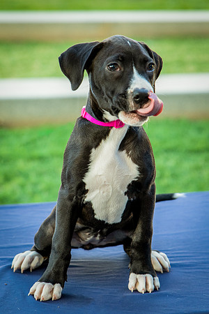 Foster Lola-9871