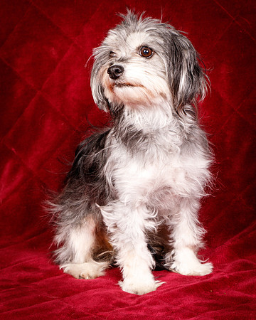 Foster Alex-6291