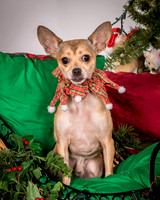 Foster Crouton-3866