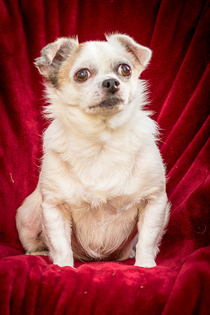 Foster Petey-9353