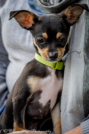 Foster Dandelion-9059