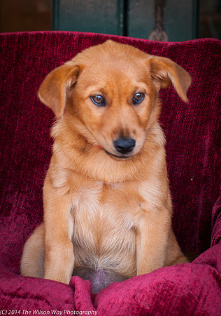 Foster Luna-9136