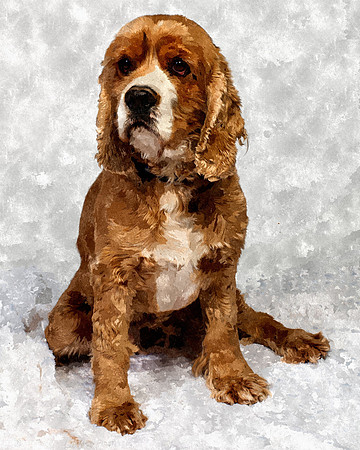 FotoSketcher - Teddy-9013