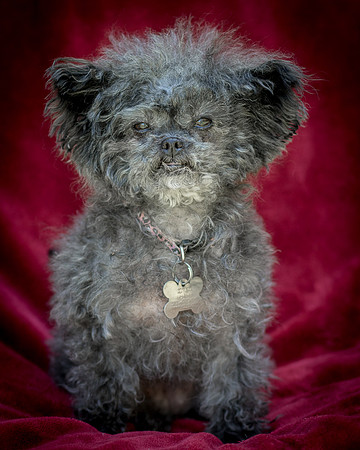 Foster Vivienne-9207