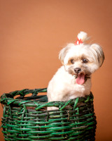 Foster Frida-2-2