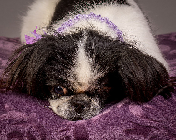 Foster Gypsy Rose-7985