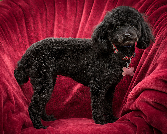 Foster Mindy-7391