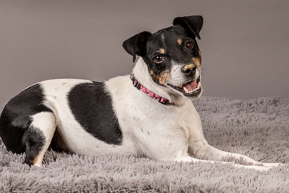 Foster Pollyanna-4026