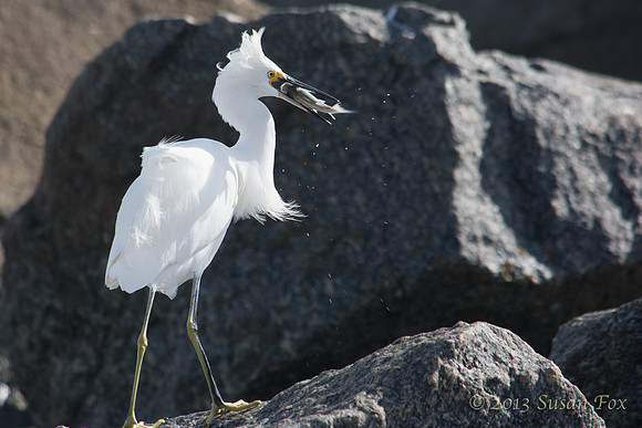 vilano beach egret 3-1