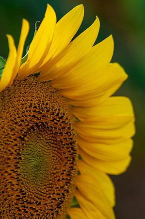 sunflowers-1976