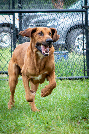 Roscoe-0645