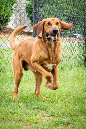 Roscoe-0578