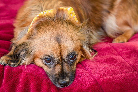 Foster Petunia-9282