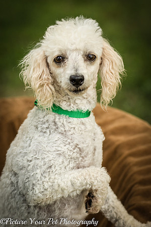 Foster Betty White-3086