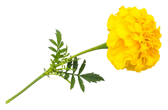 Flower_2