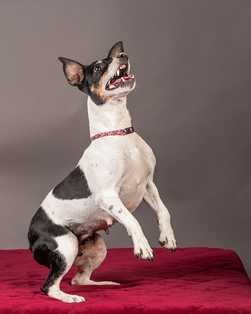 Foster Pollyanna-3833