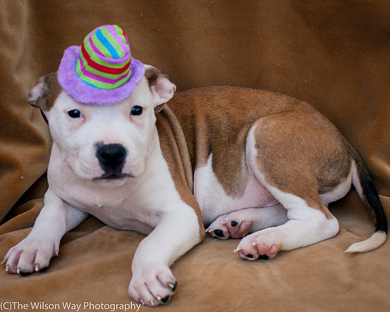 Foster Arlo-9364