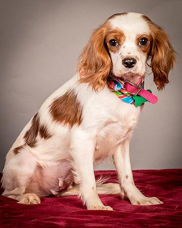 Foster josephina-3976