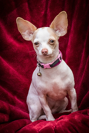 Foster Mrs C-8048