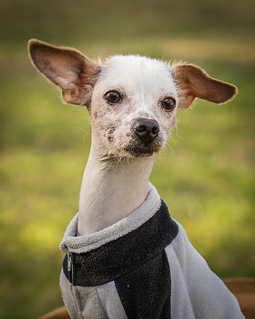 Foster Dobby-8711