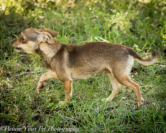 Foster Tango-6484