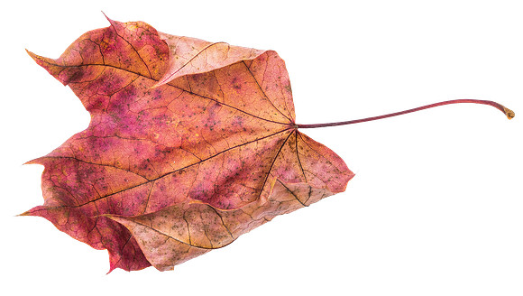 Leaf_52