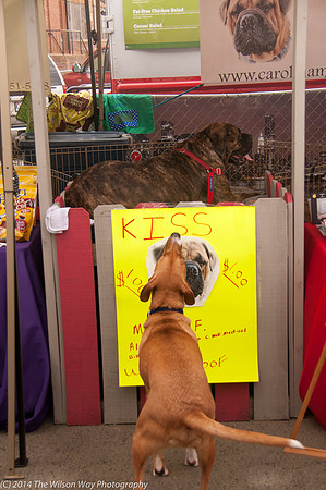 Carolina Mastiff Rescue-0643