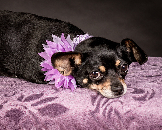 Foster Pansy-9258