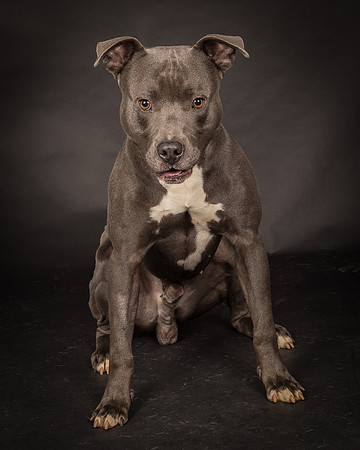 Foster Cobalt-2353