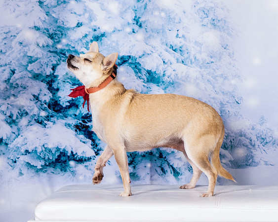 Foster Josefina-4599