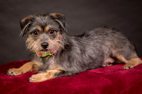 Foster Nadine-9597