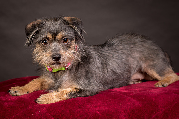 Foster Nadine-9597