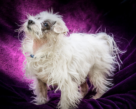 Foster Zuzu-6389