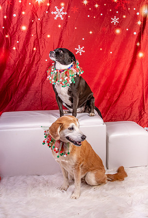 Annie n Coco-2473