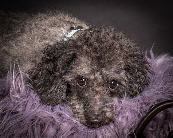 Foster Mokey-1362