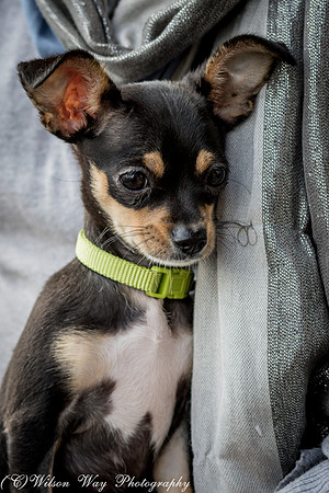 Foster Dandelion-9061