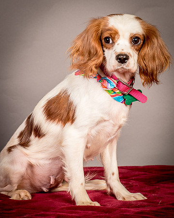 Foster josephina-3960