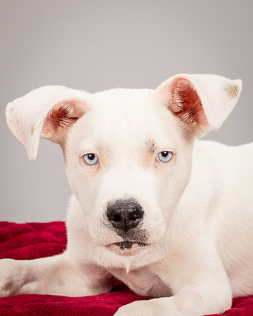 Foster Alvin-4795