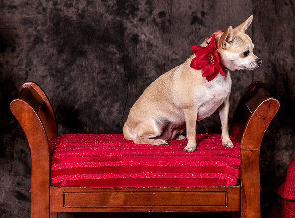 Foster Josefina-4492