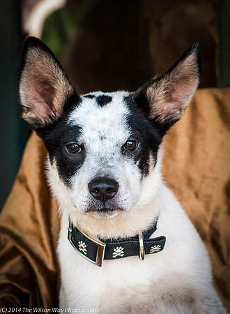 Foster Oliver-8940