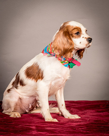 Foster josephina-3946