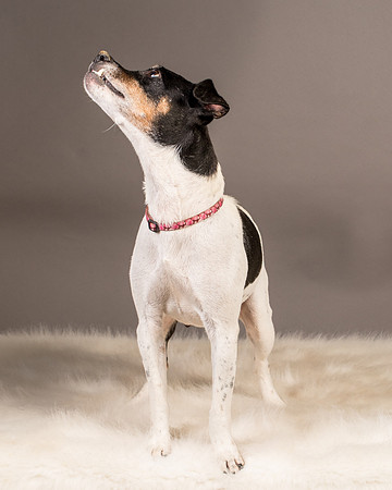 Foster Pollyanna-3952