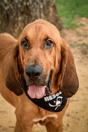 Roscoe-0566
