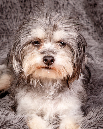 Foster Alex-6242