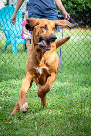 Roscoe-0635