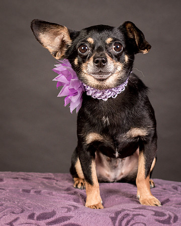 Foster Pansy-9293