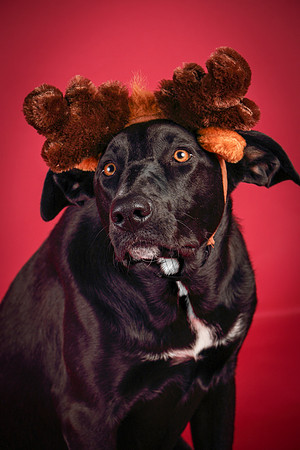 Sage-8732
