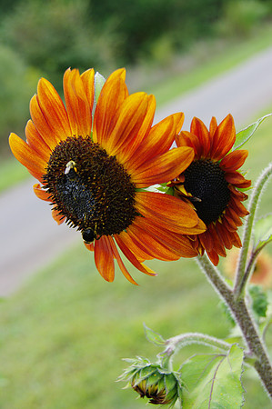 sunflowers-9279