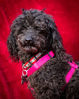 Foster Mindy-2686